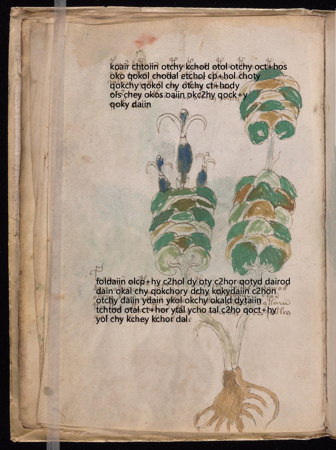 Folio 13v glyph overlay on parchment